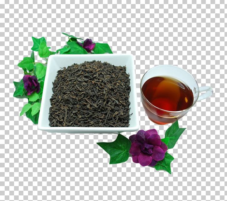 Oolong Nilgiri Tea Tea Plant Earl Grey Tea PNG, Clipart,  Free PNG Download