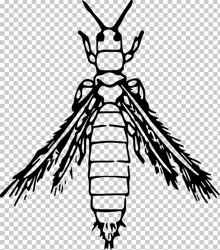 Thrips Les Insectes Los Insectos PNG, Clipart, Animals, Arthropod, Artwork, Beak, Beetle Free PNG Download