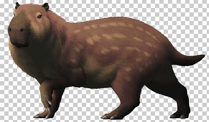 Beaver Pliocene Rodent Josephoartigasia Monesi Capybara PNG, Clipart, Animal, Animal Figure, Animals, Beaver, Capybara Free PNG Download