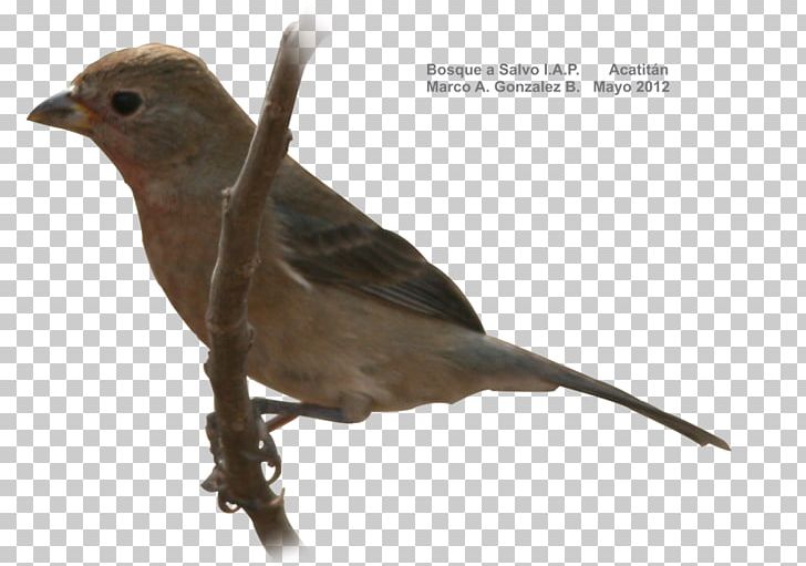 Finch Bird American Sparrows Beak Cuculiformes PNG, Clipart, American Sparrows, Animals, Beak, Bird, Cuculiformes Free PNG Download