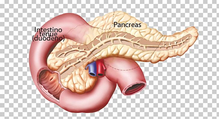 Function Endocrine System Gland Pancreas Hormone PNG, Clipart, Adipose Tissue, Ear, Endocrine Gland, Endocrine System, Exocrine Gland Free PNG Download