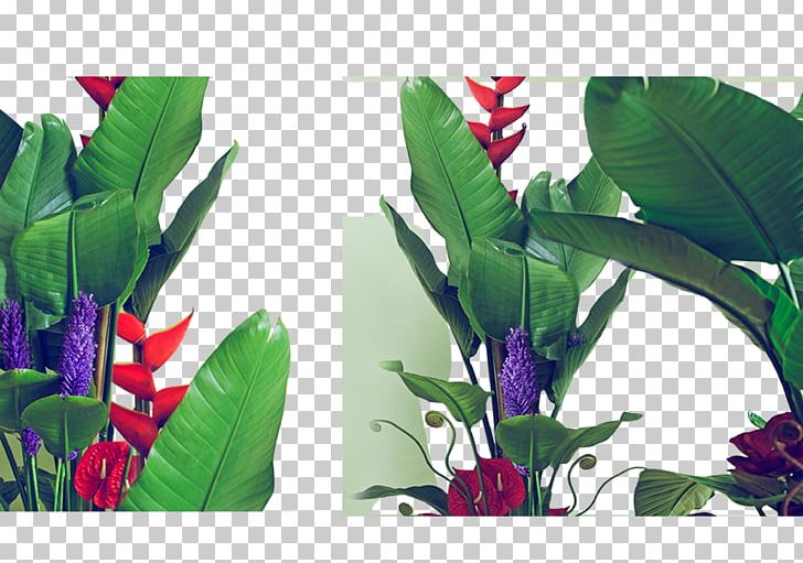 Leaf Green Seedling PNG, Clipart, Background Green, Banana, Banana Leaf, Big Vector, Encapsulated Postscript Free PNG Download