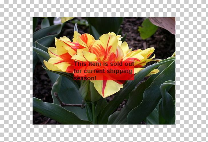 Tulip Canna Annual Plant Herbaceous Plant Petal PNG, Clipart, Annual Plant, Canna, Canna Family, Canna Lily, Flower Free PNG Download