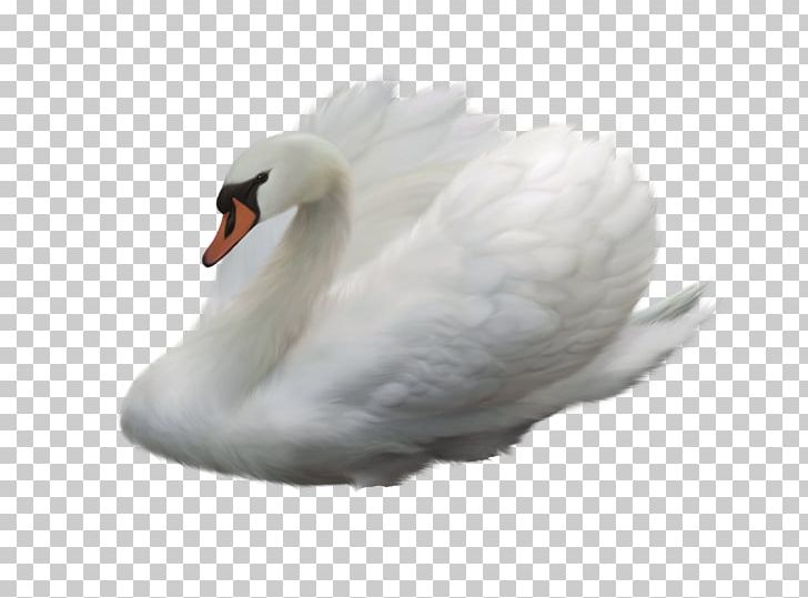 Cygnini Bird Duck PNG, Clipart, Animals, Aphrodite, Beak, Bird, Cygnini Free PNG Download