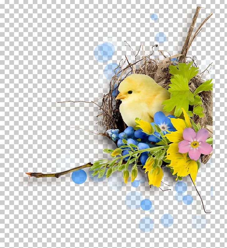 Easter Bird PNG, Clipart, Beak, Bird, Branch, Clip Art, Common Pet Parakeet Free PNG Download