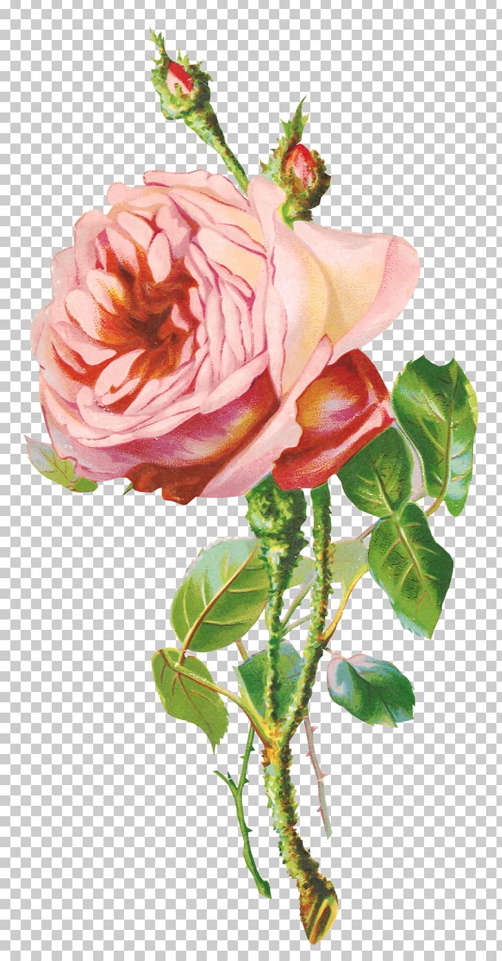 Flower Garden Roses PNG, Clipart, Artificial Flower, Bud, Cut Flowers, Drawing, Floral Design Free PNG Download