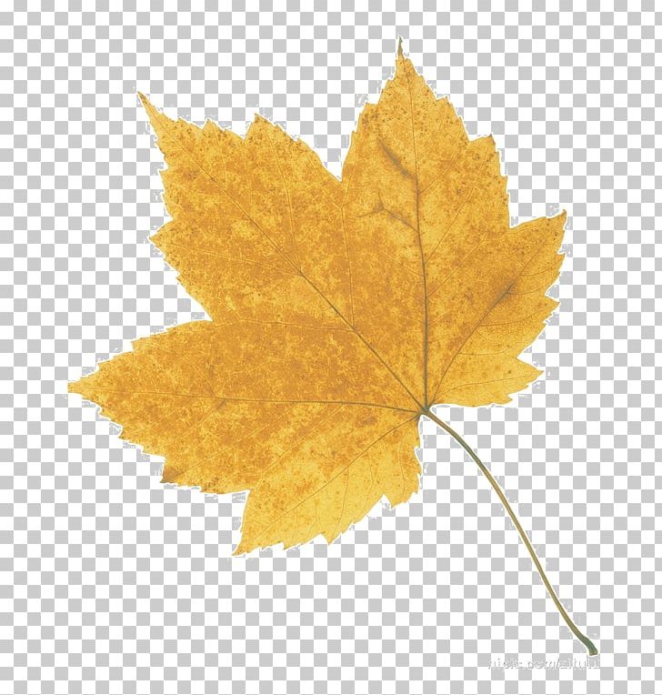 Maple Leaf PNG, Clipart, Autumn, Autumn Leaf Color, Autumn Leaves, Computer Icons, Coordinate System Free PNG Download