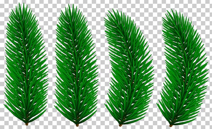 Silver PNG, Clipart, Branches, Buckle, Christmas, Clip Art, Conifer Free PNG Download