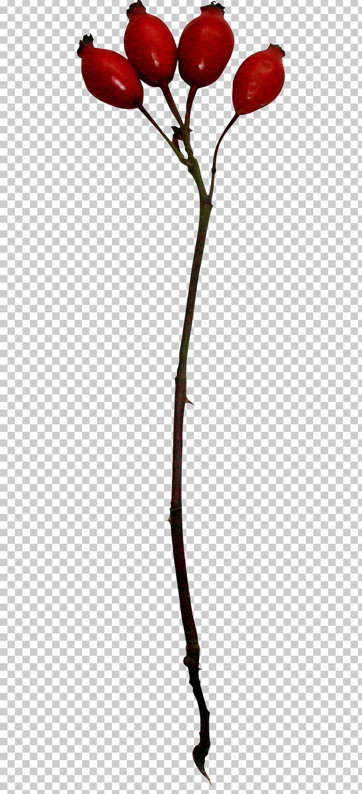 Spanish 28 June Scrapbooking Flowering Plant Twig PNG, Clipart, 28 June, Align, Branch, Dogrose, Download File Free PNG Download