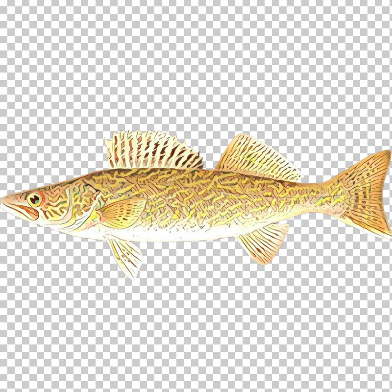 Fish Fish Bony-fish Ray-finned Fish Trout PNG, Clipart, Bonyfish, Fish, Rayfinned Fish, Trout Free PNG Download