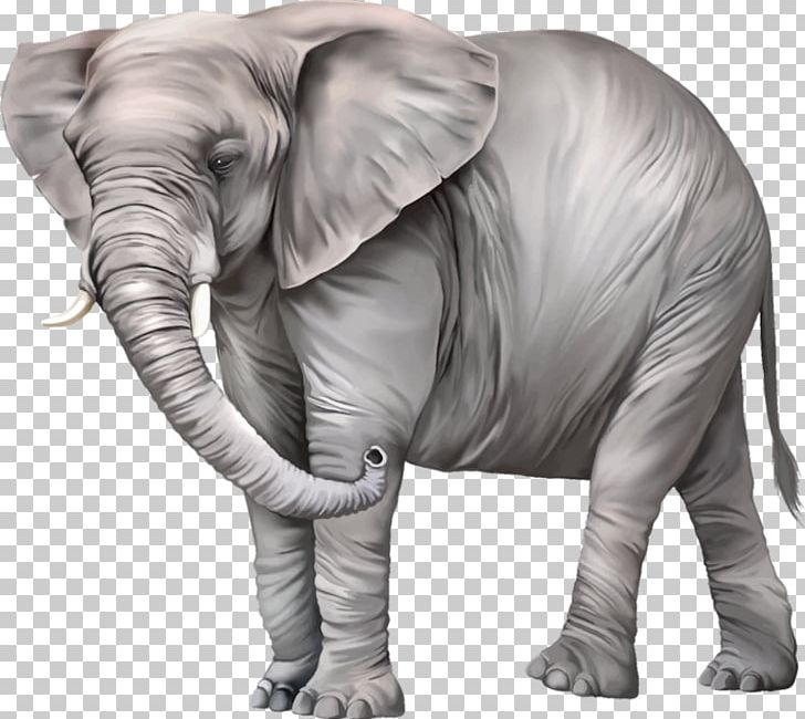 Elephantidae Desktop PNG, Clipart, African Elephant, Desktop Wallpaper, Download, Elephant, Elephantidae Free PNG Download