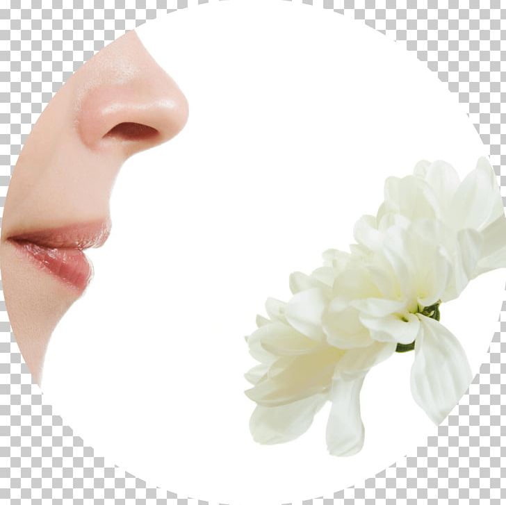 Olfaction Human Nose Hay Fever Face PNG, Clipart, Body, Ejaculation, Eyelash, Face, Flower Free PNG Download