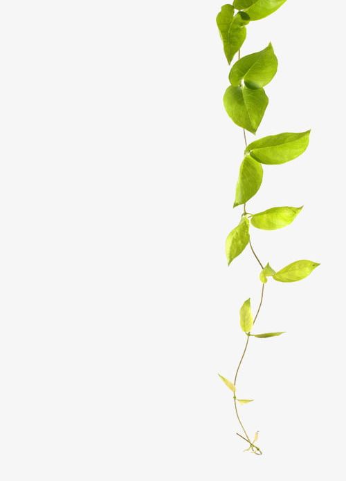 Green Leaf Vines PNG, Clipart, Branches, Climb, Climbing, Climbing Plants, Climbing Tiger Free PNG Download