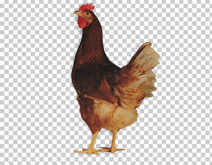 Lohmann Brown ISA Brown Broiler Sussex Chicken Leghorn Chicken PNG, Clipart, Ayam Cemani, Beak, Bird, Breed, Broiler Free PNG Download