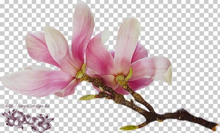 Magnolia Flower Stock Photography Desktop Daylily PNG, Clipart, Antera, Branch, Color, Desktop Wallpaper, Flower Free PNG Download