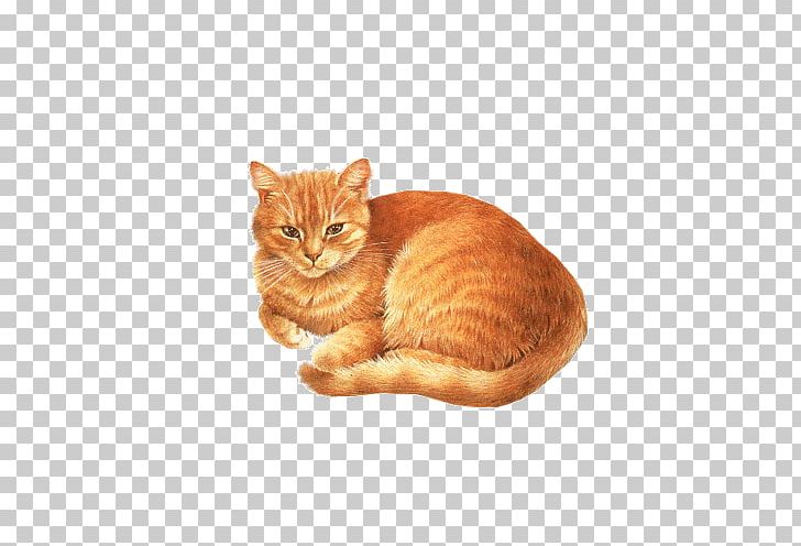 Birman Abyssinian Kitten Dog PNG, Clipart, Animal, Animals, Animal Shelter, Asian, Bokmxe4rke Free PNG Download