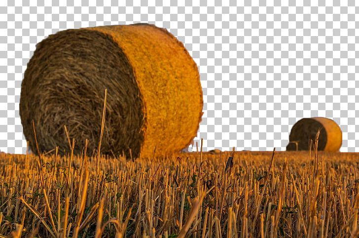 Harvest Agriculture Hay Field Farm PNG, Clipart, Arable Land, Autumn, Baler, Business, Cattle Feeding Free PNG Download