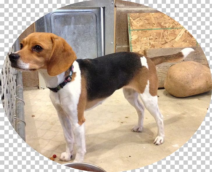 Beagle-Harrier Beagle-Harrier English Foxhound American Foxhound PNG, Clipart, American Foxhound, Beagle, Beagle Harrier, Beagleharrier, Black And Tan Coonhound Free PNG Download