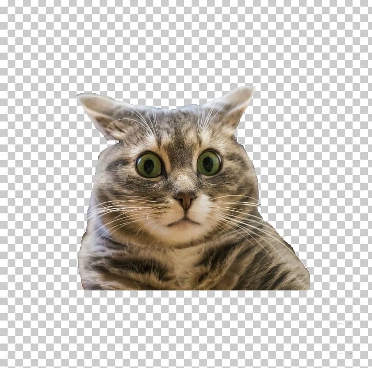 Cat YouTube Humour Blog Russia PNG, Clipart, American Shorthair, American Wirehair, Animals, Asian, Avatan Free PNG Download