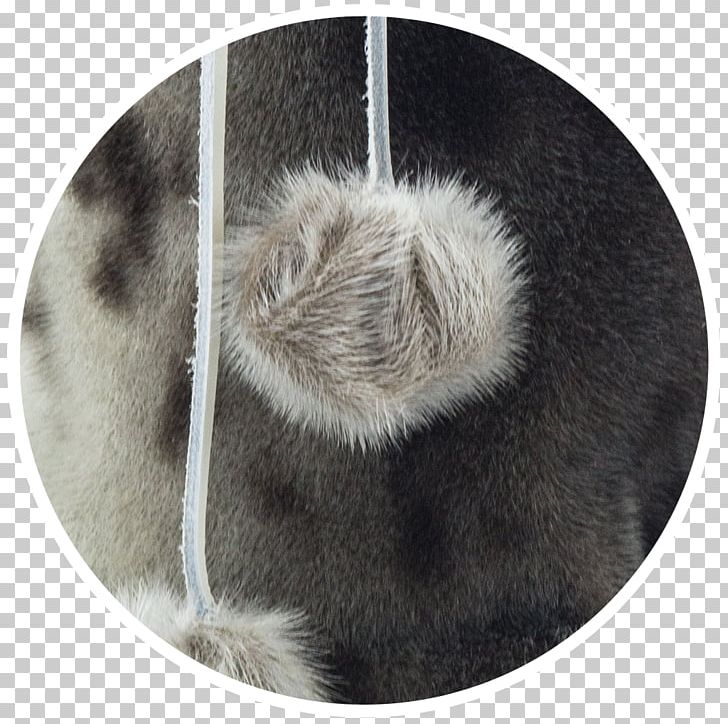 Snout Fur Whiskers PNG, Clipart, Earless Seal, Fur, Snout, Whiskers Free PNG Download
