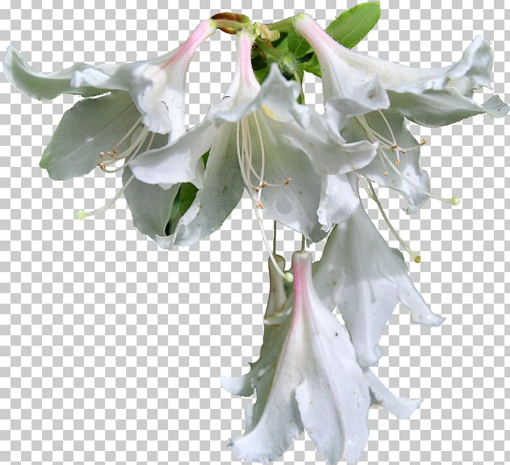 White PNG, Clipart, Cicek, Cicek Resimleri, Color, Computer Software, Cut Flowers Free PNG Download