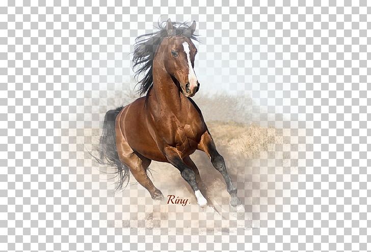 Arabian Horse Canadian Horse Gallop Horse Breed Black PNG, Clipart, Arabian, Arabian Horse, Bay, Black, Bridle Free PNG Download