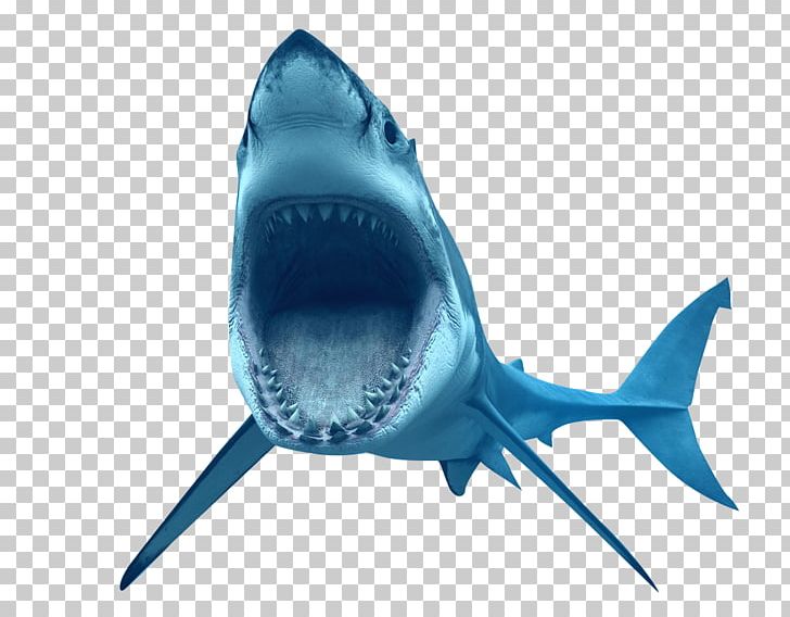 Great White Shark PNG, Clipart, Animals, Blacktip Reef Shark, Blue, Blue Shark, Carcharhinus Amblyrhynchos Free PNG Download