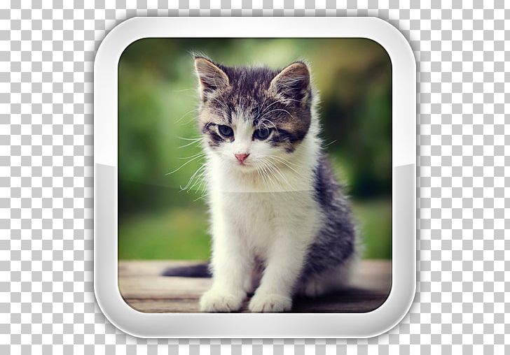 Kitten American Bobtail Cat Food Japanese Bobtail Pet PNG, Clipart, American Bobtail, Animals, Animal Shelter, Big Cat, Cat Free PNG Download