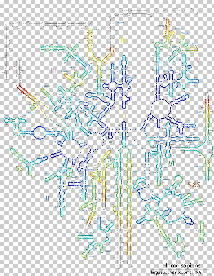 28S Ribosomal RNA Ribosome Protein Secondary Structure PNG, Clipart, 3 D, 28s Ribosomal Rna, Area, Base, Biomolecular Structure Free PNG Download