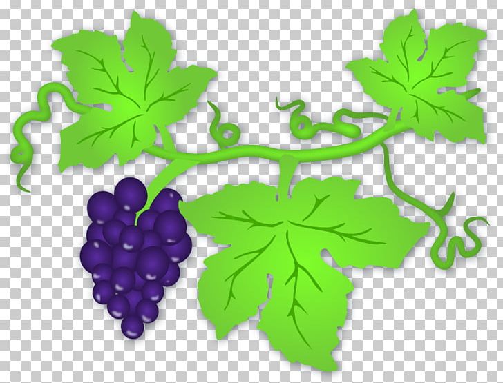 Common Grape Vine Wine Grape Leaves PNG, Clipart, Berry, Common Grape Vine, Flowering Plant, Food, Free Content Free PNG Download