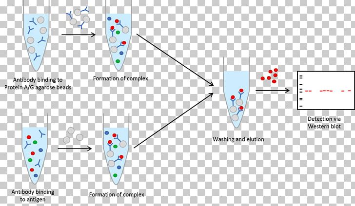 Immunoprecipitation Western Blot Centrifugation Antibody Agarose PNG, Clipart, Agarose, Angle, Antibody, Antigen, Area Free PNG Download