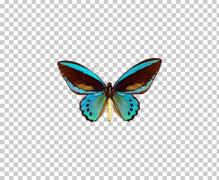 Swallowtail Butterfly Queen Alexandra's Birdwing Ornithoptera Priamus PNG, Clipart, Birdwing, Brush Footed Butterfly, Insects, Moth, Moths And Butterflies Free PNG Download