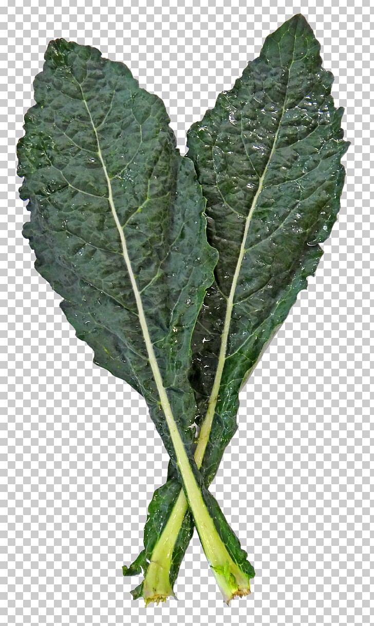 Lacinato Kale Spring Greens Cabbage Collard Greens Leaf Vegetable PNG, Clipart, Brassica Oleracea, Brussels Sprout, Cabbage, Collard Greens, Dino Free PNG Download
