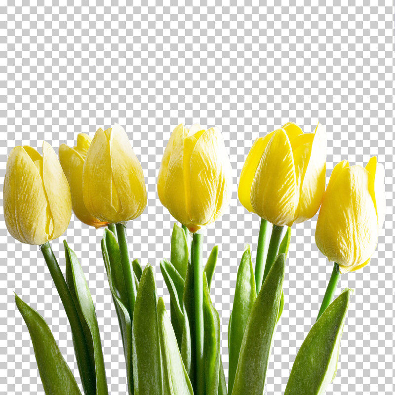 Flower Tulip Yellow Petal Plant PNG, Clipart, Bud, Cut Flowers, Flower, Lily Family, Petal Free PNG Download