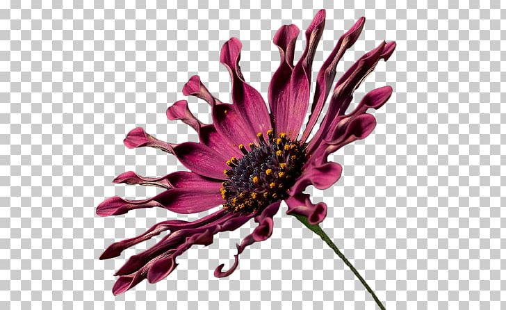 Common Daisy Chrysanthemum Aster Purple Cut Flowers PNG, Clipart, Aster, Black, Chrysanthemum, Chrysanths, Common Daisy Free PNG Download