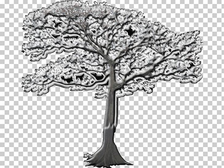 Drawing /m/02csf Pine Flowering Plant White PNG, Clipart, Black And White, Branch, Ceiba, Drawing, Flower Free PNG Download