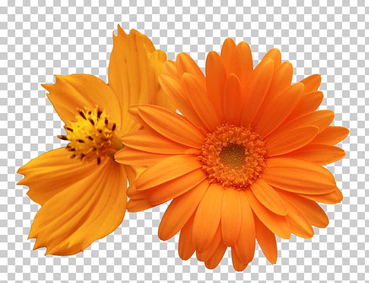 Flower Transvaal Daisy Common Daisy PNG, Clipart, Chamomile, Chrysanthemum Chrysanthemum, Chrysanthemums, Color, Daisy Family Free PNG Download