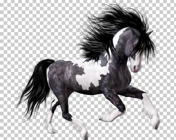 Horse Black Foal PNG, Clipart, Animal, Animals, Bay, Black, Black And White Free PNG Download