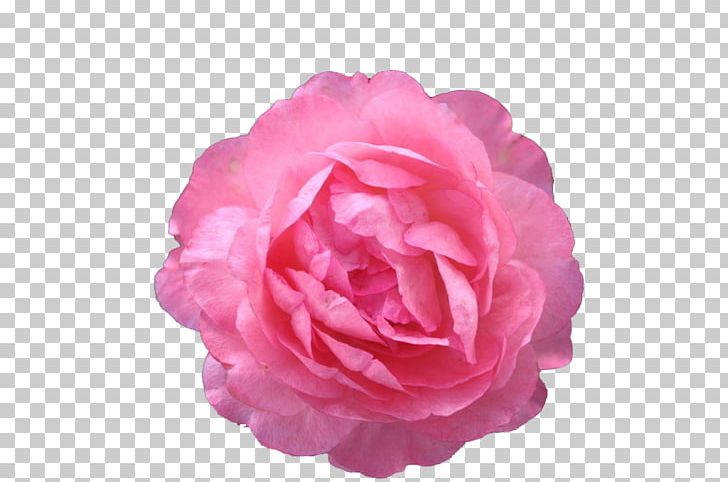 Moutan Peony Icon PNG, Clipart, Artificial Flower, Encapsulated Postscript, Flower, Flowers, Magenta Free PNG Download