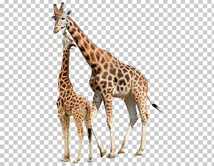Stock Photography Camelopardalis PNG, Clipart, Animal Figure, Camelopardalis, Can Stock Photo, Download, Fauna Free PNG Download
