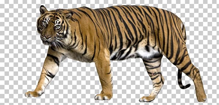 Tiger PNG, Clipart, Tiger Free PNG Download