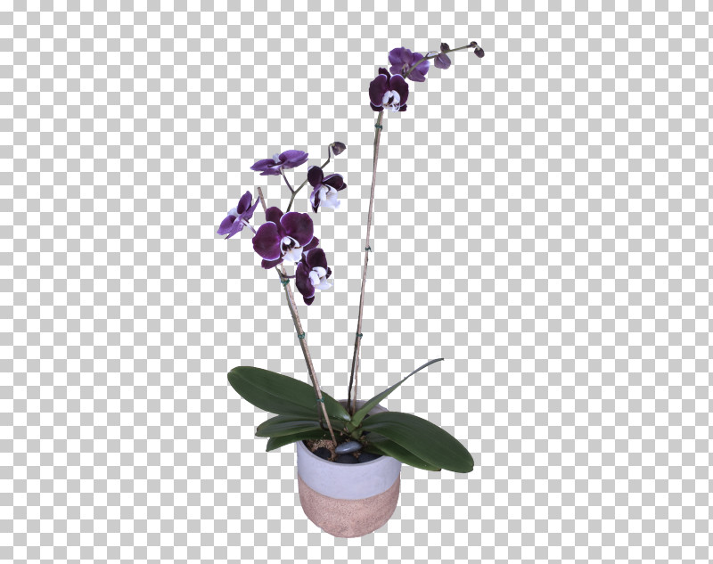 Flower Plant Violet Moth Orchid Moth Orchid PNG, Clipart, Flower, Flowerpot, Houseplant, Moth Orchid, Orchid Free PNG Download