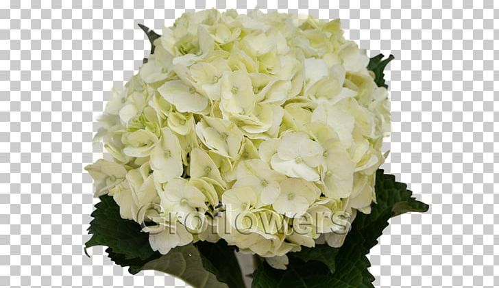 Hydrangea Cut Flowers White Green PNG, Clipart, Cornales, Cut Flowers, Diameter, Floral Design, Floristry Free PNG Download