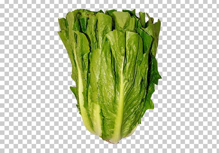 Romaine Lettuce Iceberg Lettuce Leaf Vegetable Salad Red Leaf Lettuce PNG, Clipart, Cabbage, Calorie, Chard, Choy Sum, Collard Greens Free PNG Download