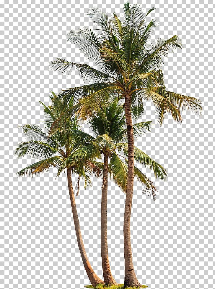 Asian Palmyra Palm Arrack Palm Wine Coconut Accommodation PNG, Clipart, Accommodation, Arecaceae, Arecales, Arrack, Asian Palmyra Palm Free PNG Download