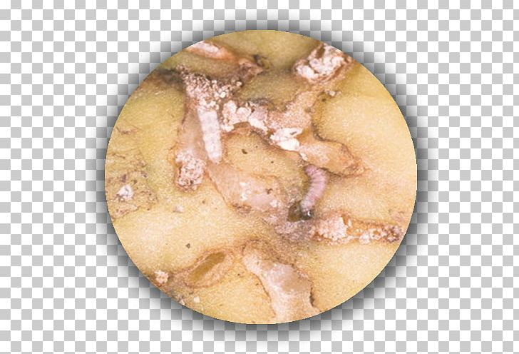 Potato Phthorimaea Operculella Apple Tuber Ravageurs De La Pomme De Terre PNG, Clipart, Apple, Crop Yield, Dish, Downy Mildew, Food Free PNG Download