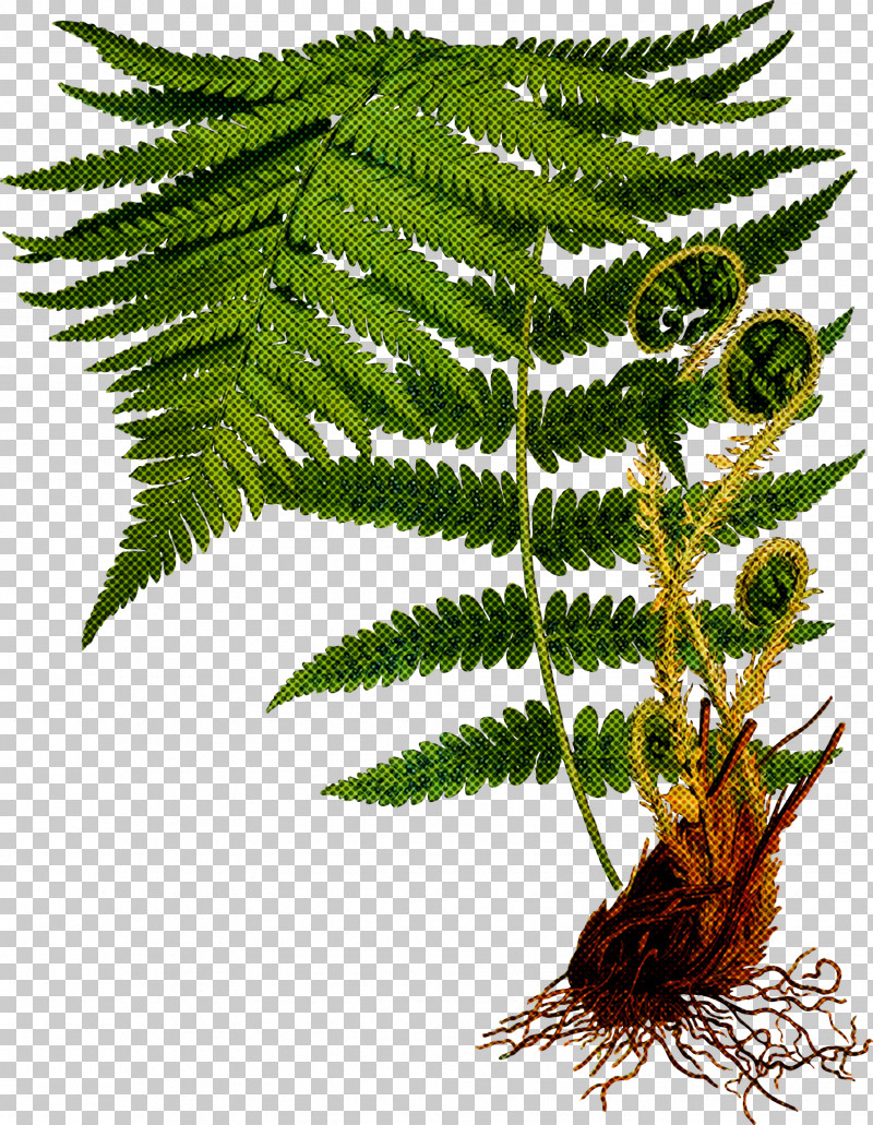 Fern PNG, Clipart, Fern, Ferns And Horsetails, Flower, Leaf, Mimosa Tenuiflora Free PNG Download
