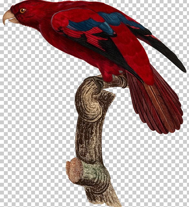 Bird Parrot Beak Feather Animal PNG, Clipart, Animal, Animals, Beak, Bird, Clipart Free PNG Download