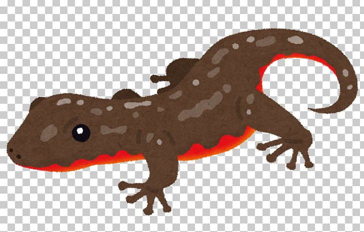Japanese Fire Belly Newt Amphibian Vertebrate Schlegel's Japanese Gecko Reptile PNG, Clipart,  Free PNG Download