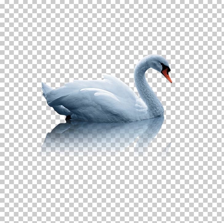 Mute Swan Duck White Swan PNG, Clipart, Animals, Beak, Bird, Black Swan, Cygnini Free PNG Download